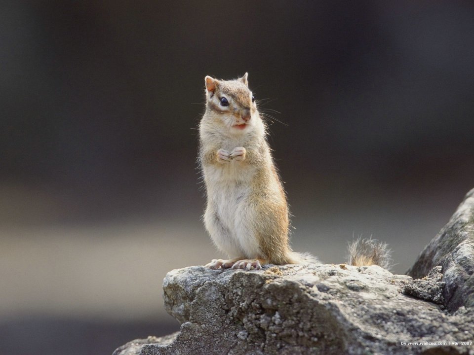 Cute Chipmunk Standing On Rock Wildlife Photography