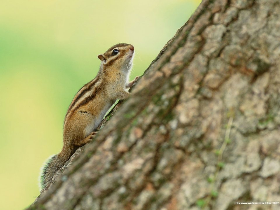 Cute Chipmunk Climbing Tree Trunk Nature Photography