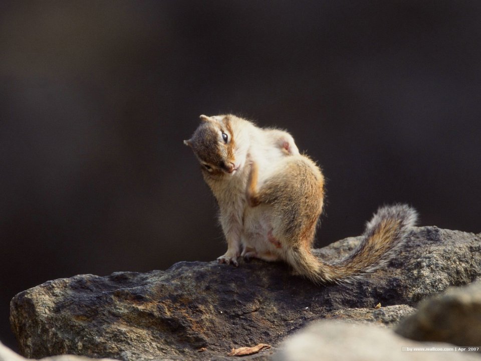 Cute Chipmunk Scratching On Rock Wildlife Nature Photography