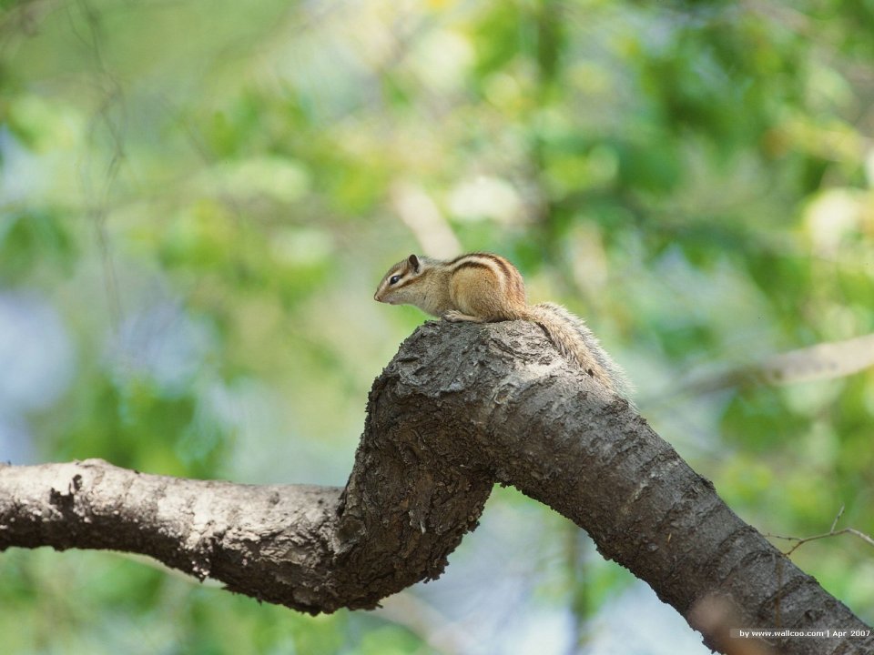 Chipmunk Perched On Branch Spring Forest Photo Wallpaper