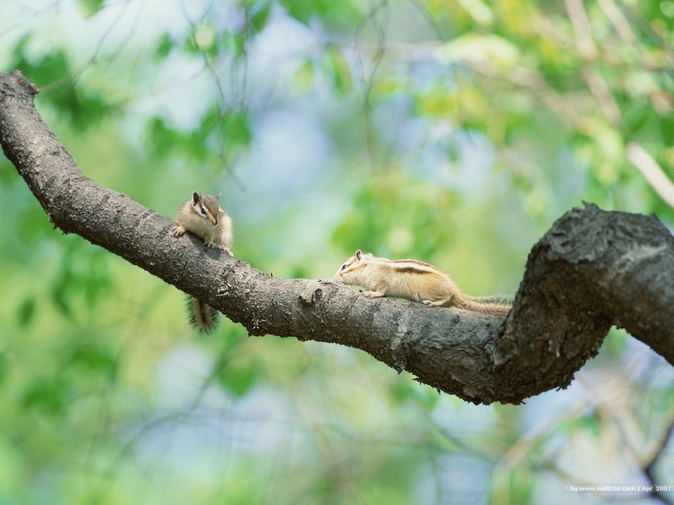 Two Chipmunks Perching On Branch Spring Forest Wallpaper