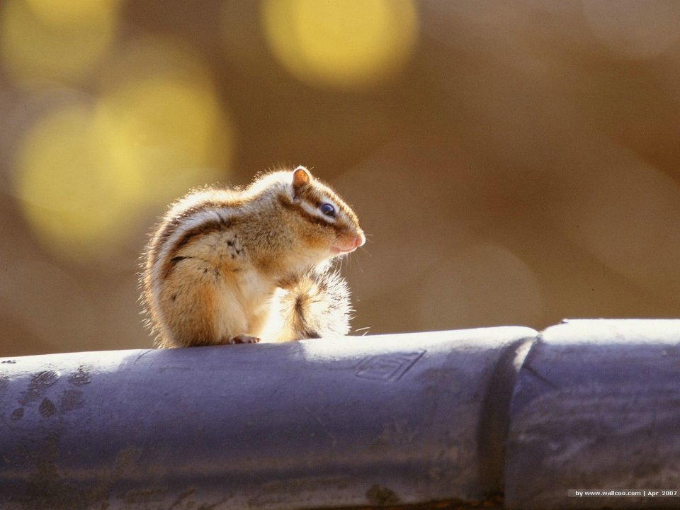 Cute Chipmunk Standing On Pipe Warm Backlight Photography