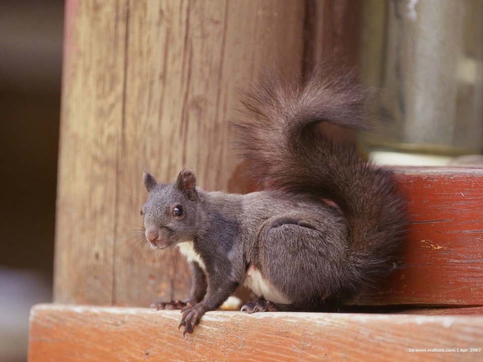 Cute Black Squirrel On Wooden Window Sill Closeup