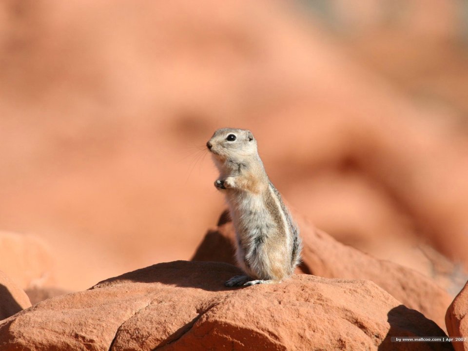 Antelope Squirrel Standing On Red Sandstone In North American Desert