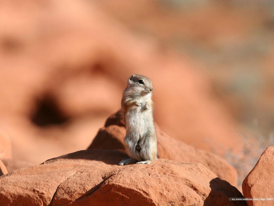 Cute Squirrel Standing On Red Sandstone In Desert