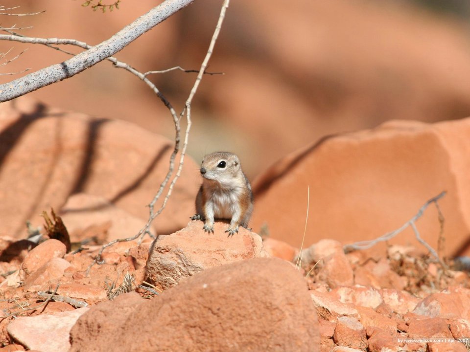 Cute Antelope Squirrel On Red Sandstone In North American Desert