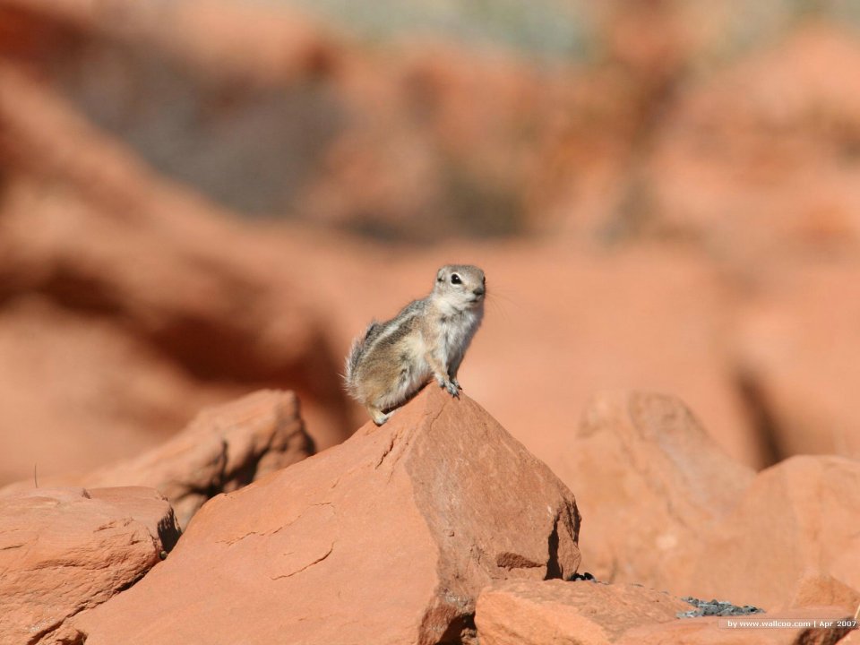 Cute Antelope Squirrel Standing On Desert Red Sandstone
