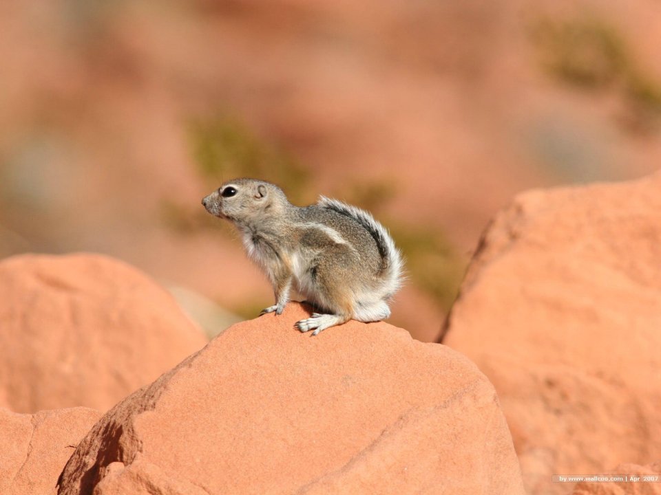 Antelope Squirrel On Red Sandstone Desert Wildlife Photography