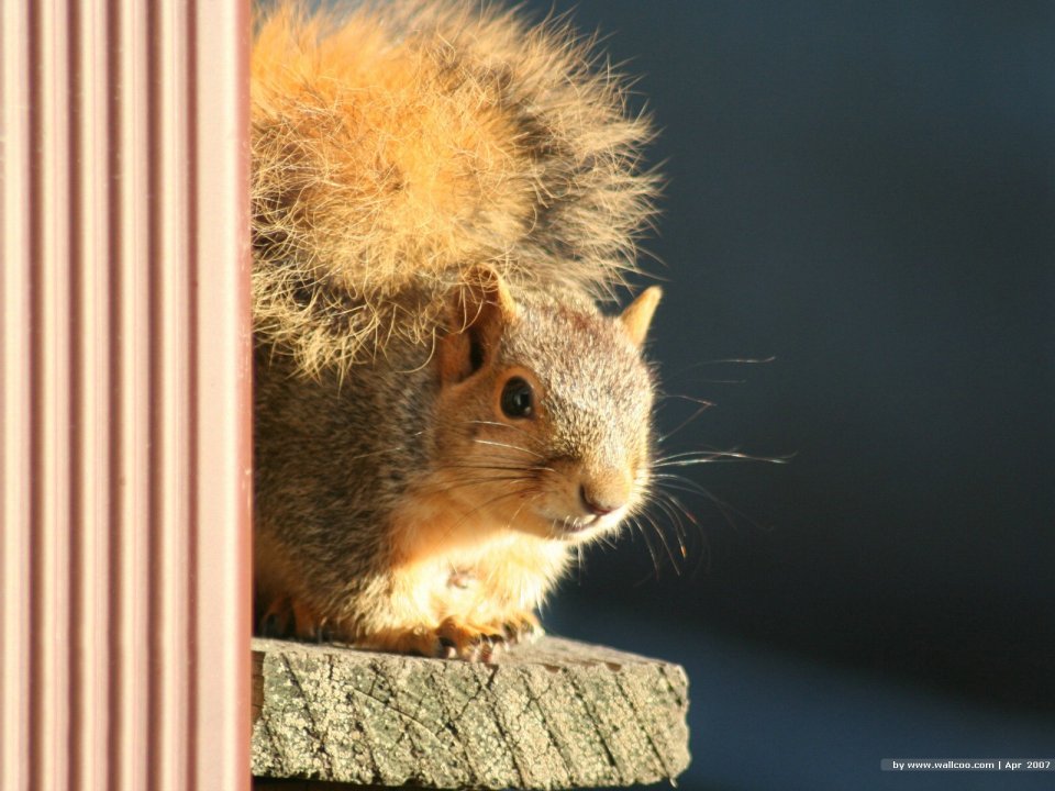 Cute Squirrel Sunbathing At Window Closeup
