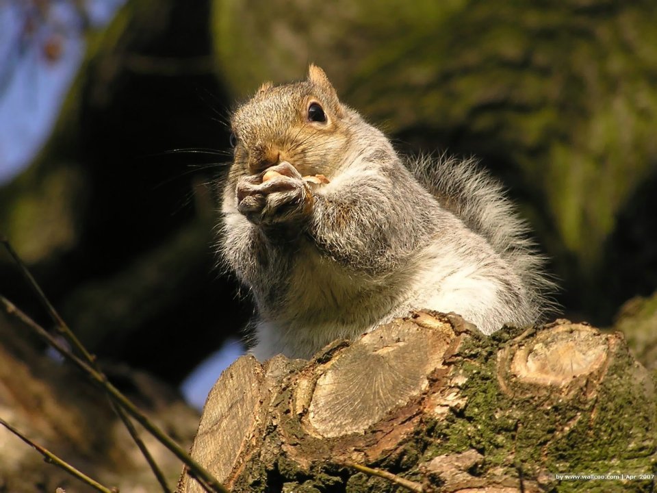 Gray Squirrel Eating Nut On Tree Stump Closeup