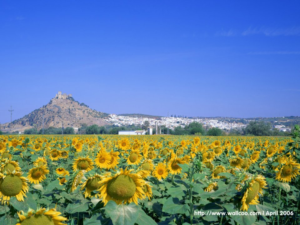 Spanish Sunflower Field With Hilltop Castle