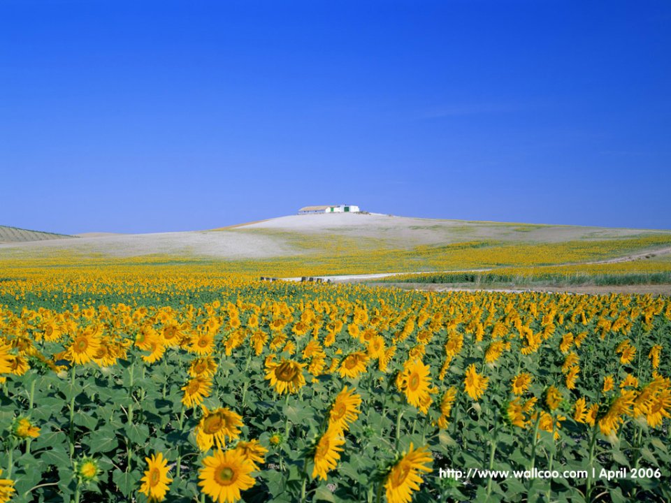 Spanish Sunflower Field And Blue Sky Rural Landscape