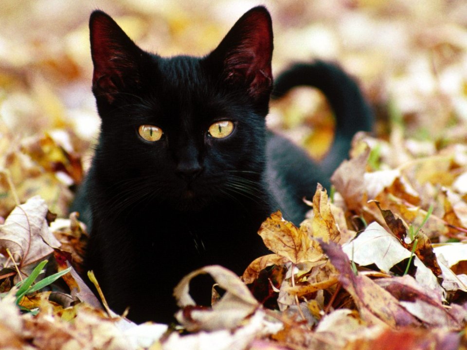 Black Cat In Autumn Leaves