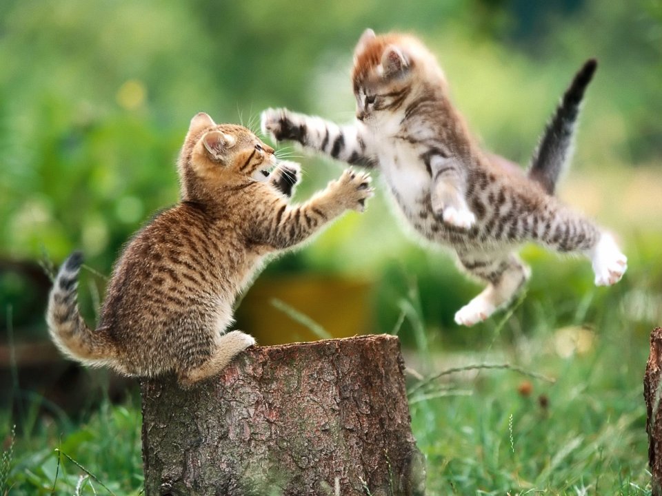 两只小猫在树桩上玩耍的可爱场景