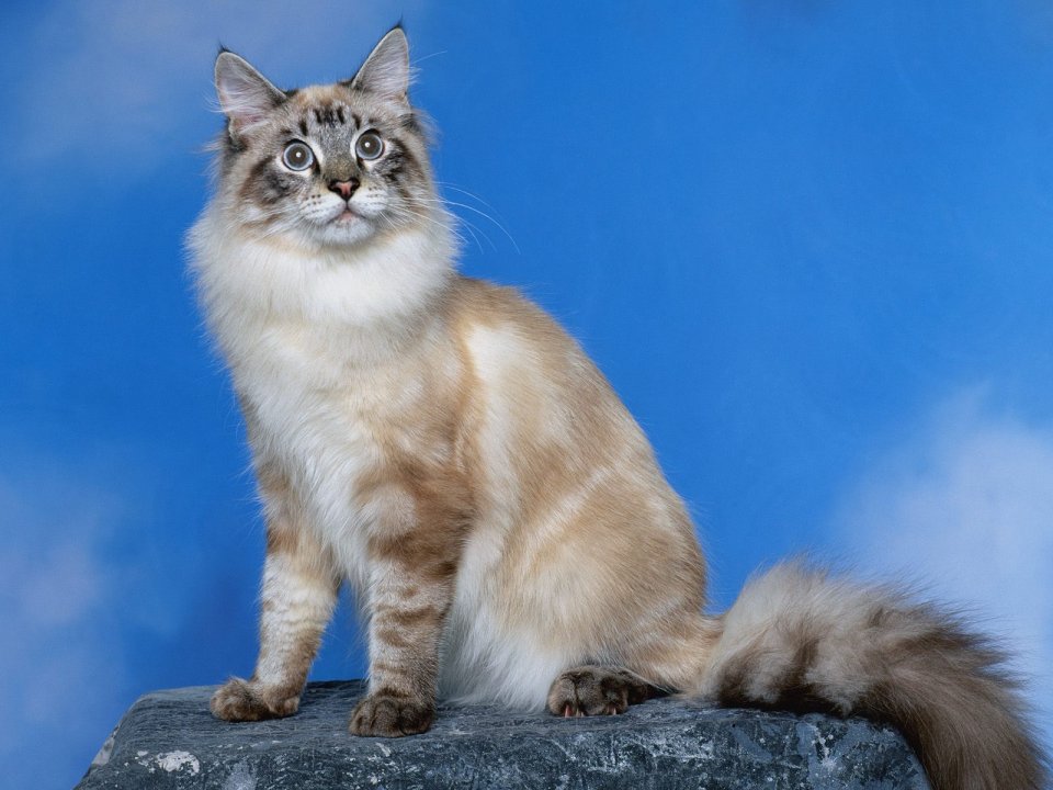 Ragdoll Cat Sitting Pose