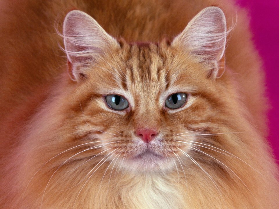 Orange Long Haired Cat Close Up