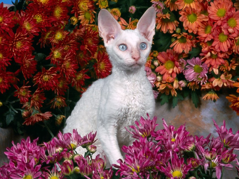 White Cornish Rex Cat With Colorful Chrysanthemums
