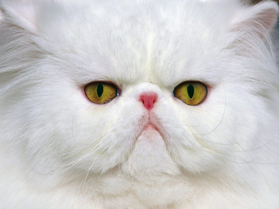 白色长毛猫特写