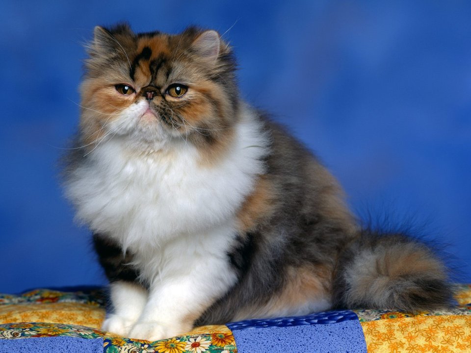 三花长毛猫宠物写真