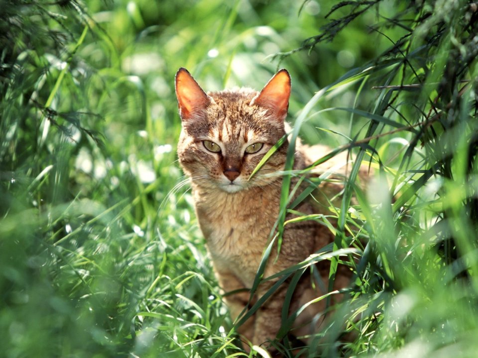 Tabby Cat In Green Grass