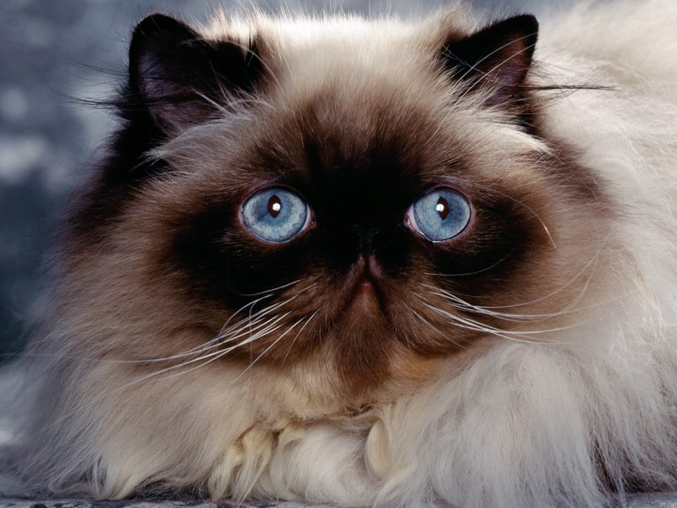 Himalayan Cat Blue Eyes Portrait