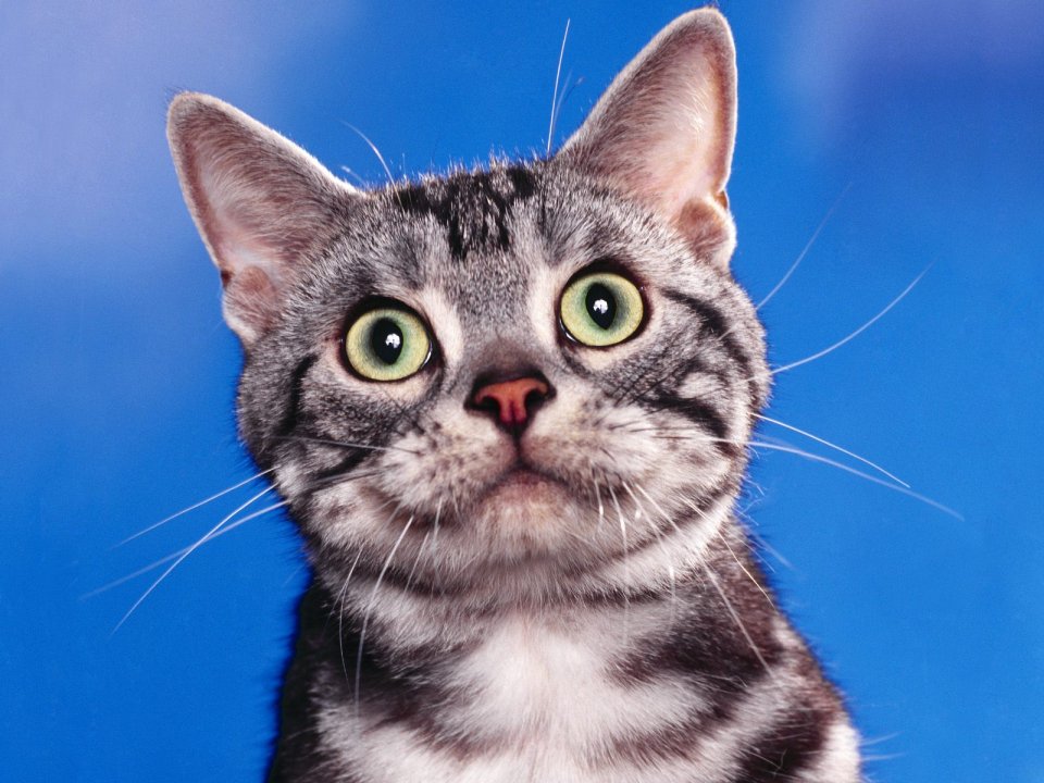 Gray Tabby Cat Close Up
