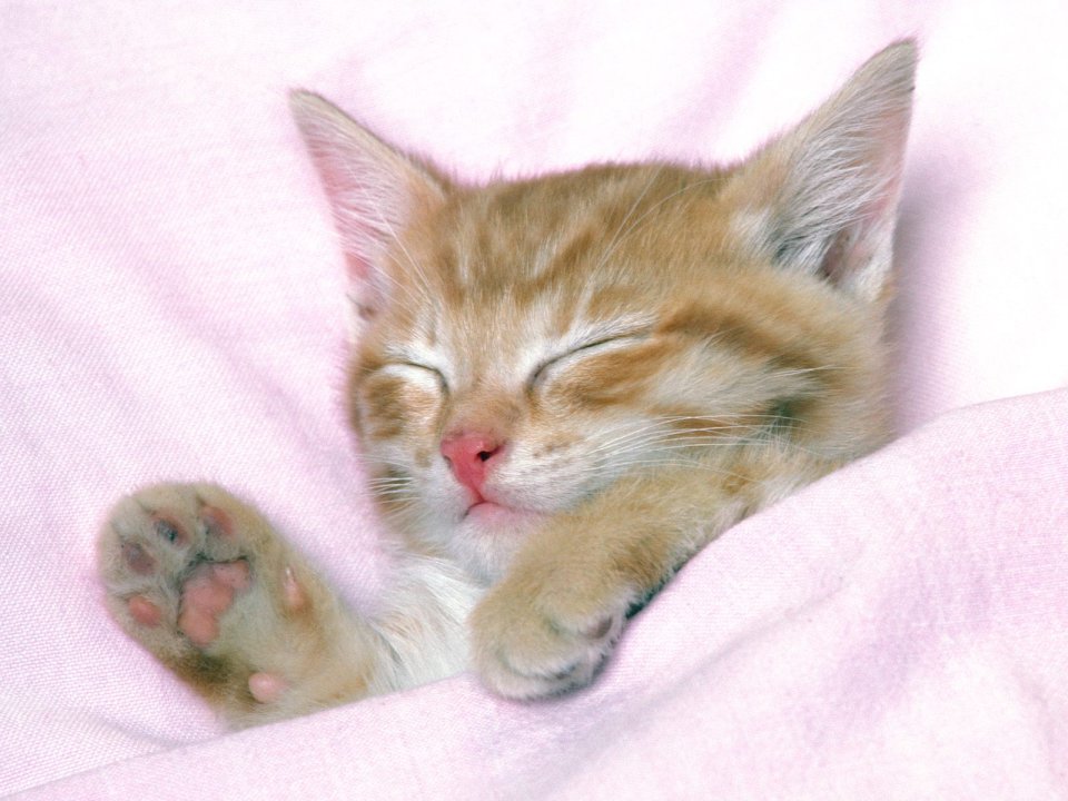 Cute Orange Cat Sleeping On Pink Blanket Healing Scene