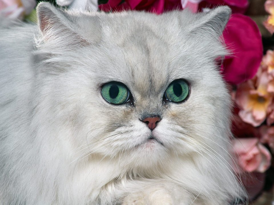 白色长毛猫特写