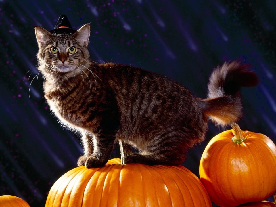 Tabby Cat With Witch Hat Standing On Pumpkin For Halloween