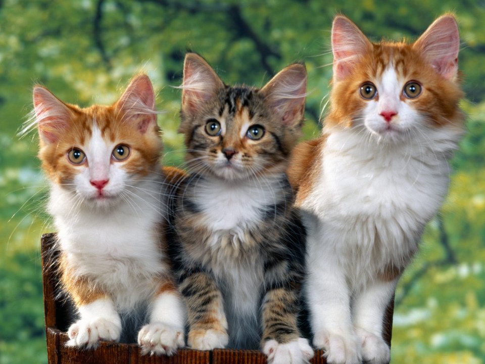 Three Cute Kittens Sitting In Wooden Box Photography