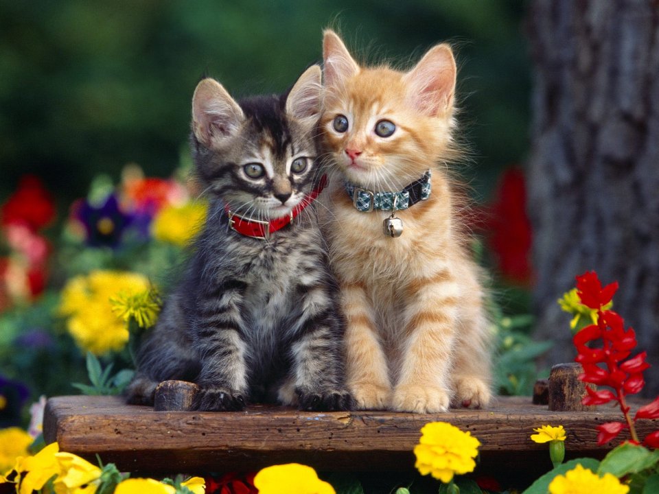 两只佩戴项圈的小猫与花园花卉的温馨画面