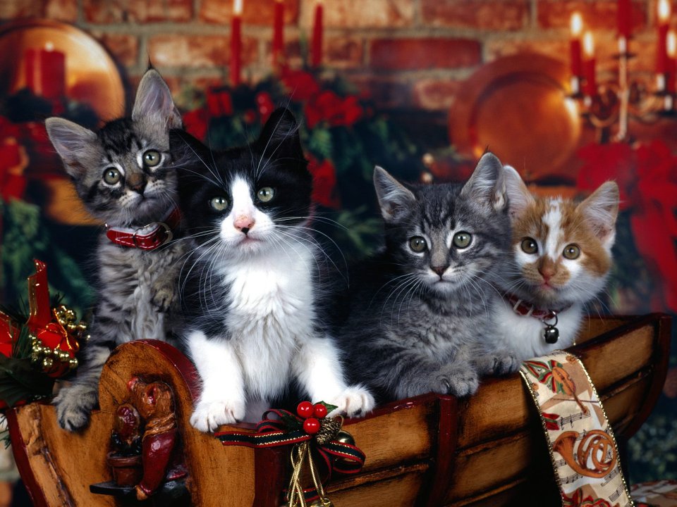 Four Kittens Christmas Themed Photography