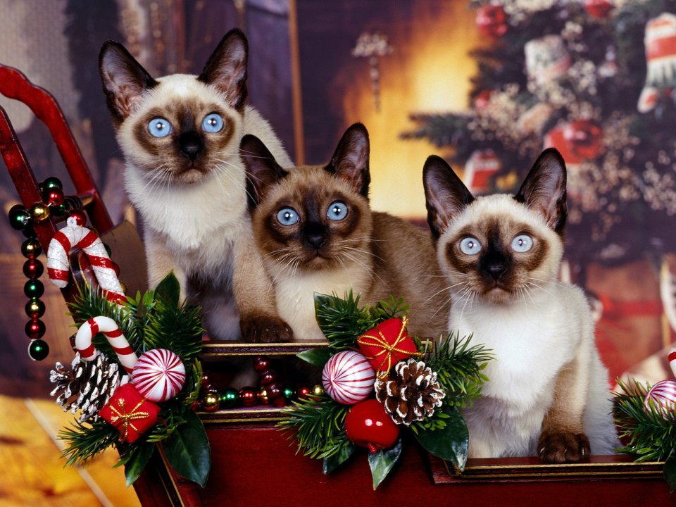 Christmas Siamese Cats Photography