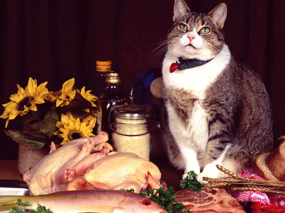 Tabby Cat With Kitchen Ingredients Still Life