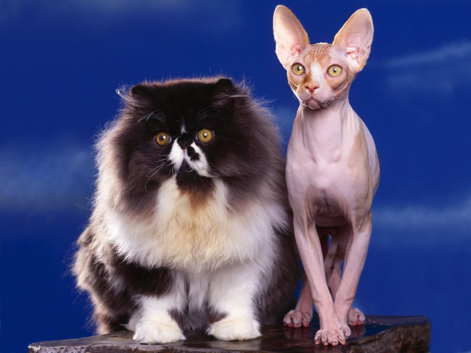Long Haired Cat And Sphynx Cat Portrait