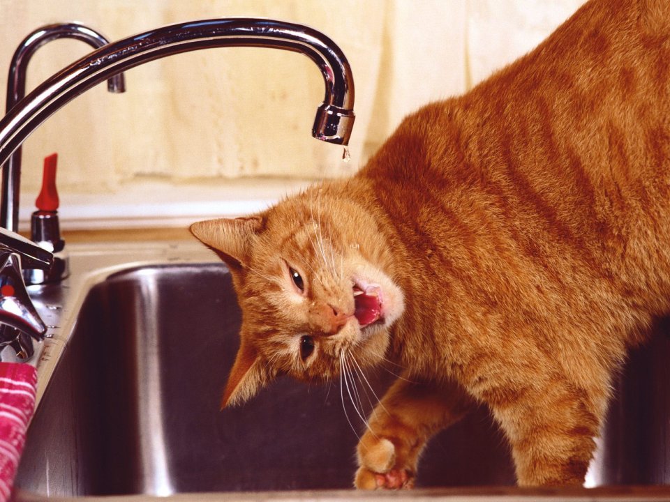 Orange Cat Drinking From Kitchen Sink