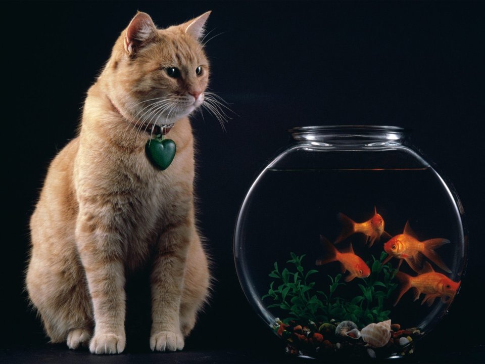 Orange Cat Looking At Goldfish In Fishbowl