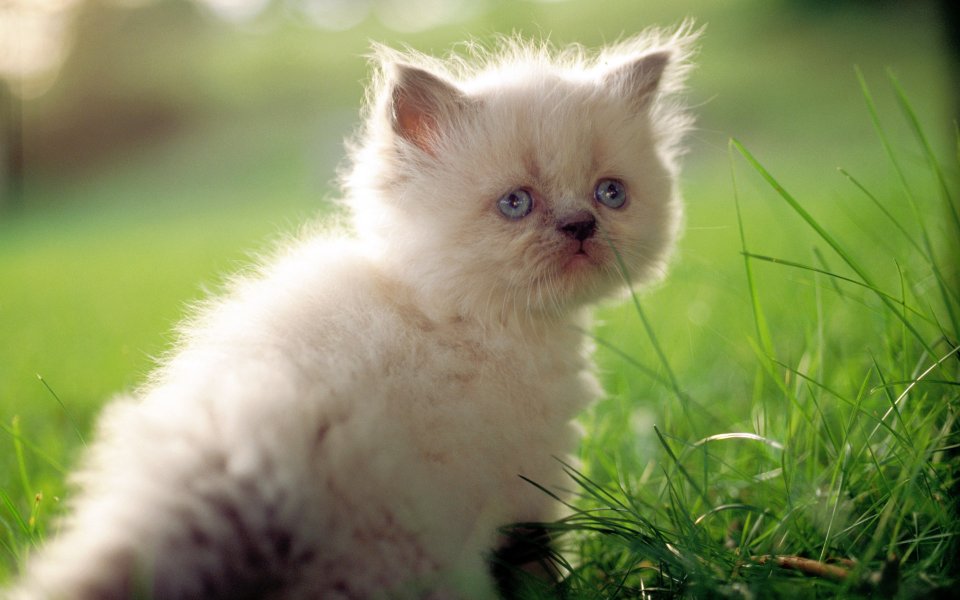 户外草地上的蓝眼睛长毛奶猫
