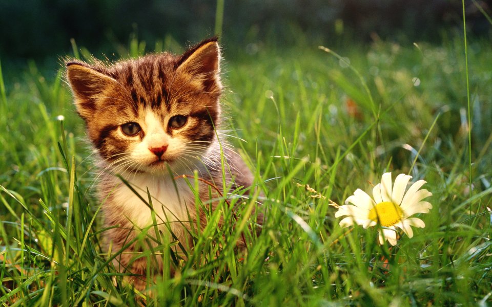 Cute Tabby Kitten On Sunny Green Grass With Daisy Pet Wallpaper