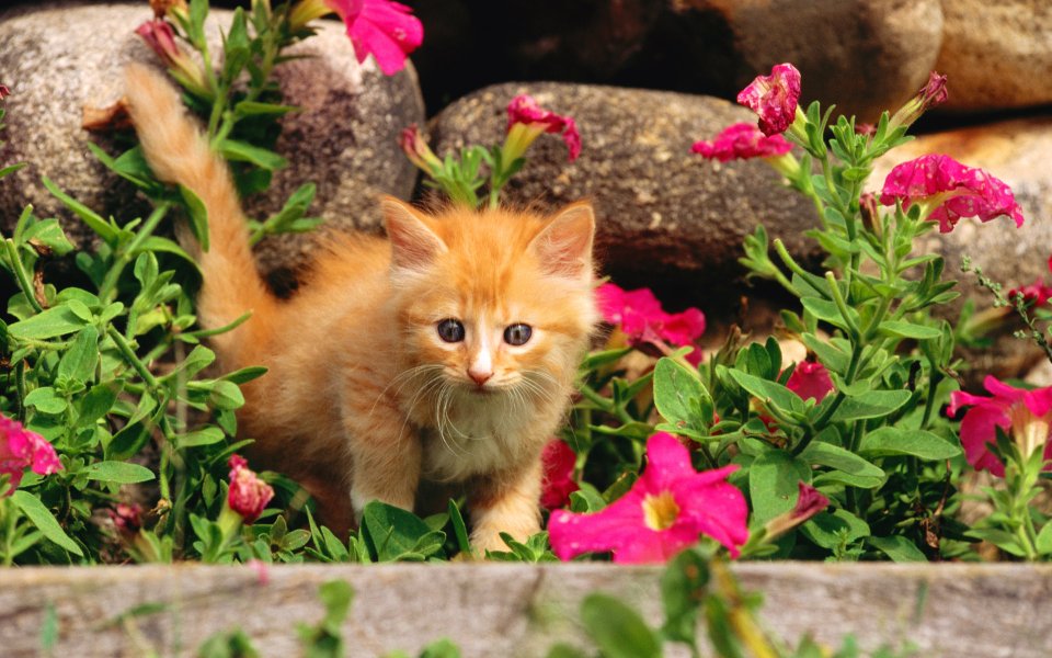 庭院花丛中的橘色小奶猫