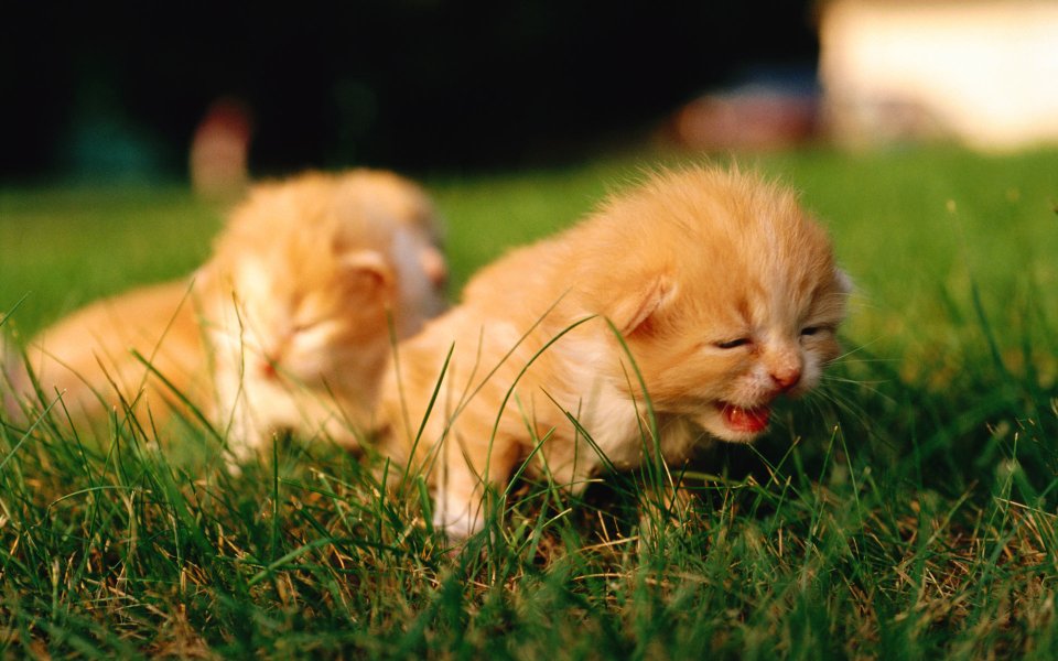 Two Fluffy Orange Kittens On Green Grass Lawn
