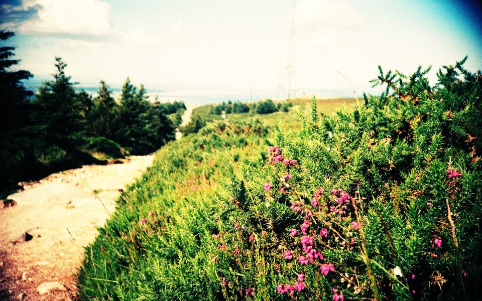LOMO风格野花与土路自然景观
