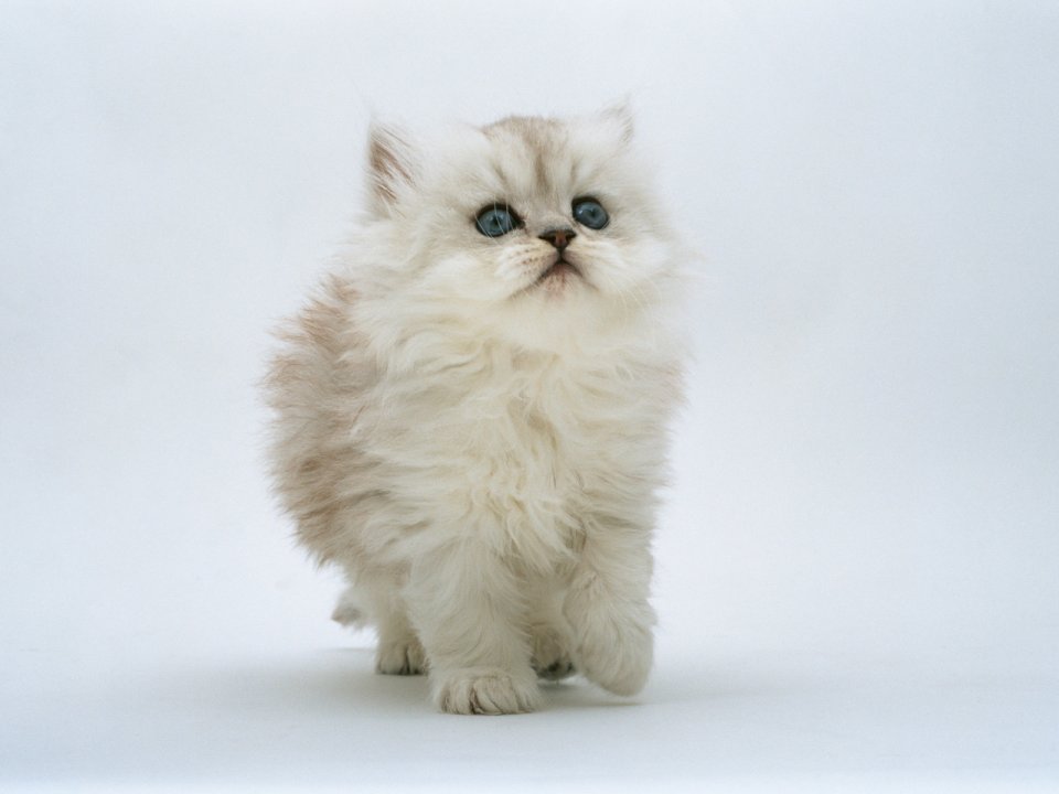 Fluffy White Blue Eyed Long Haired Kitten Photo