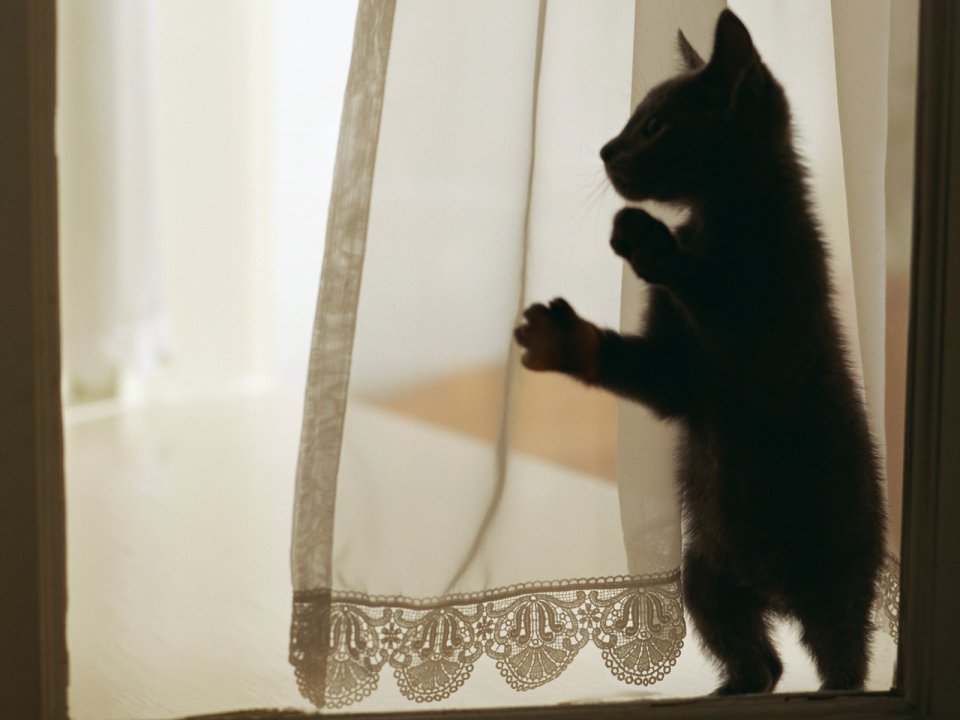 Black Kitten Standing On Windowsill Touching Lace Sheer Curtain