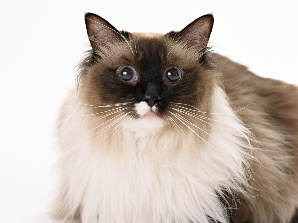 Blue Eyed Birman Cat Portrait On Plain White Background