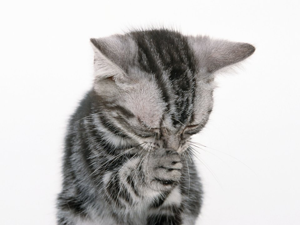 闭眼舔爪的银虎斑美国短毛猫幼崽特写壁纸