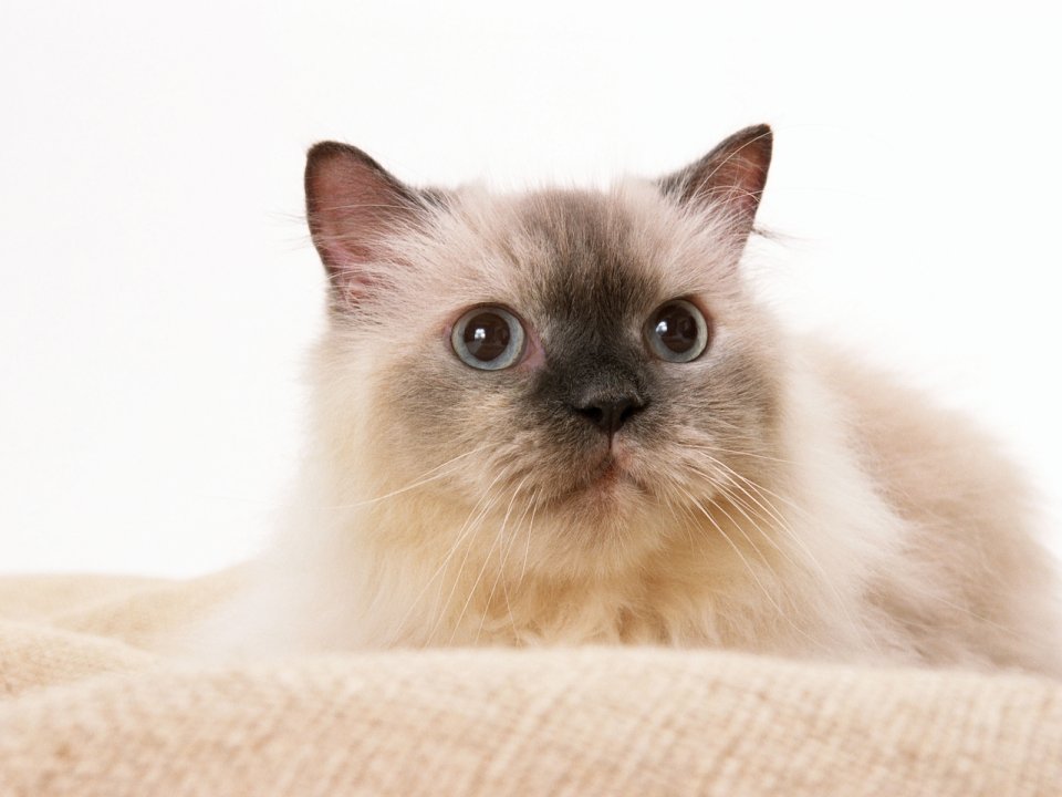 纯白背景蓝眼重点色长毛萌猫肖像