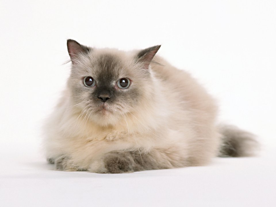 纯白背景影棚拍摄 蓝眼睛重点色布偶长毛猫肖像