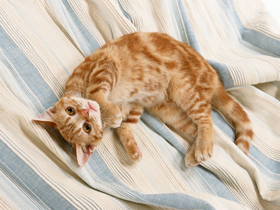蓝白条纹床单上歪头卖萌的橘虎斑猫