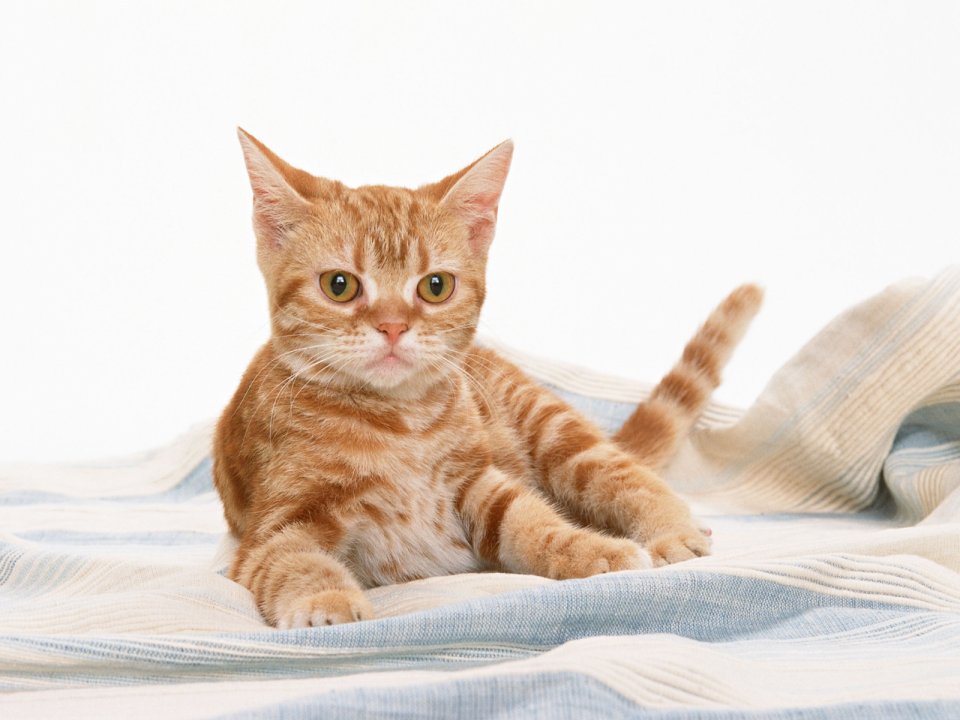 趴在蓝白条纹床单上的可爱橘猫